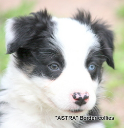  Tricolour FEMALE border collie puppy